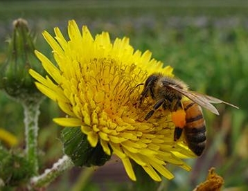 honeybee-on-dandelion358w276h
